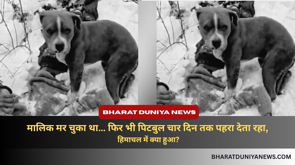 pitbull guarding owner's dead body for 4 days in snowstorm himachal
